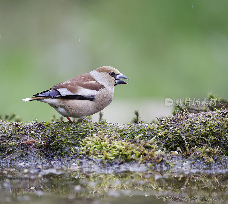 黄翅雀(Coccothraustes Coccothraustes)雌性食